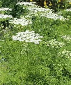 Future Forests Ligusticum Lucidum All Perennials