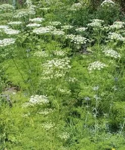 Future Forests Ligusticum Lucidum All Perennials