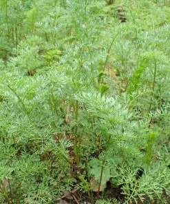 Future Forests Ligusticum Lucidum All Perennials