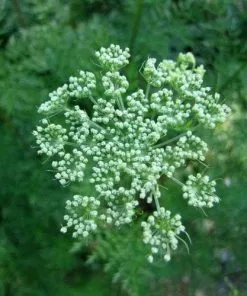 Future Forests Ligusticum Lucidum All Perennials