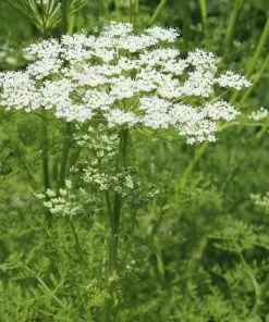 Future Forests Ligusticum Lucidum All Perennials