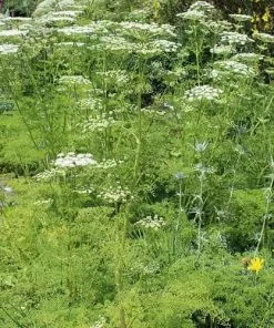 Future Forests Ligusticum Lucidum All Perennials