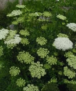 Future Forests Ligusticum Lucidum All Perennials
