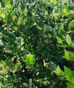 Future Forests Ligustrum Japonicum Texanum Shrubs