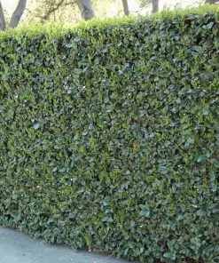 Future Forests Ligustrum Japonicum Texanum Shrubs