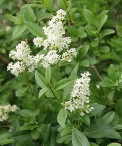 Future Forests Ligustrum Vulgare - Native Privet Hedging
