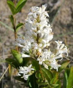 Future Forests Ligustrum Vulgare - Native Privet Hedging