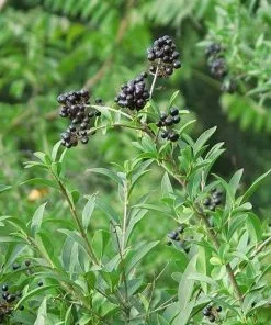Future Forests Ligustrum Vulgare - Native Privet Hedging