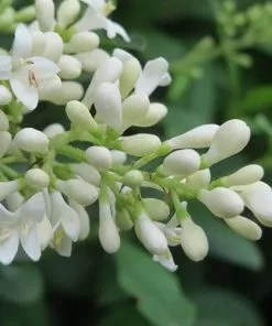 Future Forests Ligustrum Vulgare - Native Privet Hedging