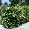Future Forests Ligustrum Japonicum - Japanese Privet Hedging