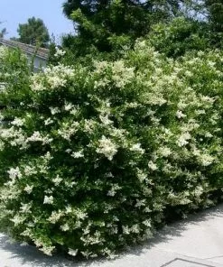 Future Forests Ligustrum Japonicum - Japanese Privet Hedging