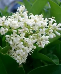 Future Forests Ligustrum Japonicum - Japanese Privet Hedging