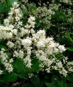 Future Forests Ligustrum Japonicum - Japanese Privet Hedging