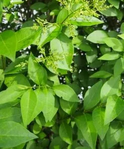 Future Forests Hedging Ligustrum Ovalifolium - Green Privet