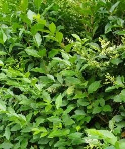 Future Forests Hedging Ligustrum Ovalifolium - Green Privet