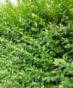 Future Forests Hedging Ligustrum Ovalifolium - Green Privet