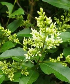 Future Forests Hedging Ligustrum Ovalifolium - Green Privet