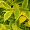 Future Forests Ligustrum Ovalifolium Aureum - Golden Privet