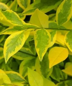 Future Forests Ligustrum Ovalifolium Aureum - Golden Privet