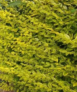 Future Forests Ligustrum Ovalifolium Aureum - Golden Privet