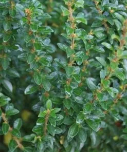 Future Forests Ligustrum Sinense Wimbei