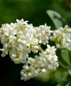 Future Forests Ligustrum Vulgare - Native Privet Hedging