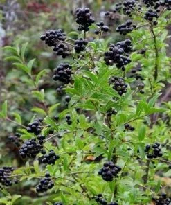 Future Forests Ligustrum Vulgare - Native Privet Hedging