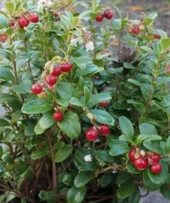 Future Forests Fruit Lingonberry Koralle