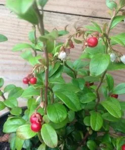 Future Forests Fruit Lingonberry Koralle