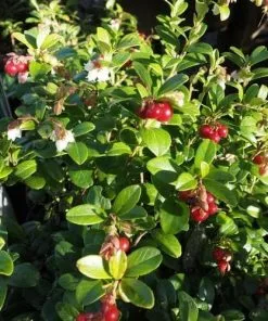 Future Forests Lingonberry Little Miss Cherry