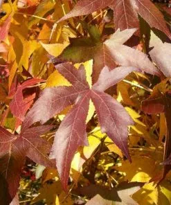 Future Forests Trees Liquidambar Styraciflua