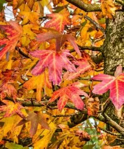 Future Forests Trees Liquidambar Styraciflua