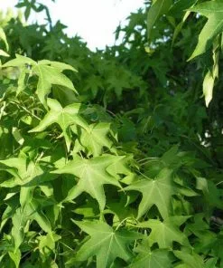Future Forests Trees Liquidambar Styraciflua