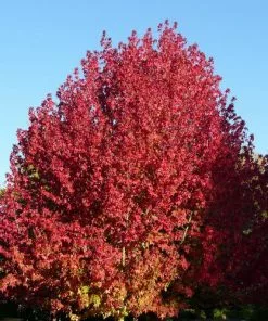 Future Forests Liquidambar Styraciflua Lane Roberts