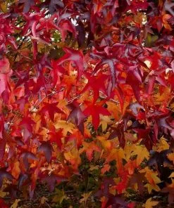 Future Forests Liquidambar Styraciflua Lane Roberts