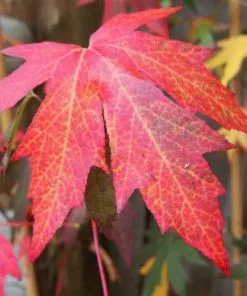 Future Forests Liquidambar Styraciflua Worplesdon