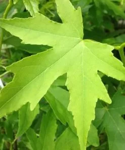 Future Forests Liquidambar Styraciflua Worplesdon