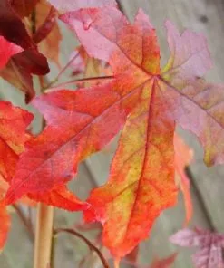 Future Forests Trees Liquidambar Styraciflua
