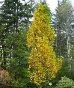 Future Forests Trees Liriodendron Tulipifera Fastigata - Columnar Tulip Tree