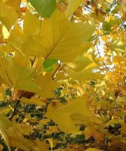 Future Forests Trees Liriodendron Tulipifera Fastigata - Columnar Tulip Tree