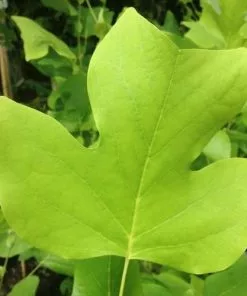Future Forests Liriodendron Tulipifera - Tulip Tree Trees