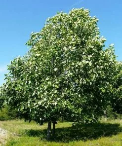 Future Forests Liriodendron Tulipifera - Tulip Tree Trees