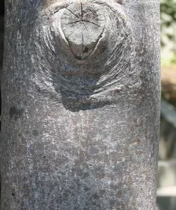 Future Forests Liriodendron Tulipifera - Tulip Tree Trees