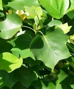 Future Forests Liriodendron Tulipifera - Tulip Tree Trees