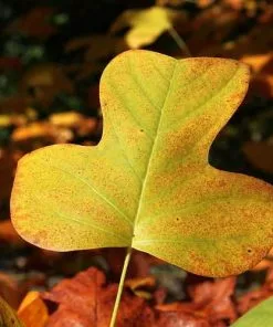 Future Forests Liriodendron Tulipifera - Tulip Tree Trees