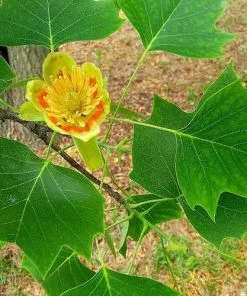 Future Forests Liriodendron Tulipifera - Tulip Tree Trees