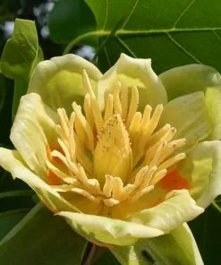 Future Forests Liriodendron Tulipifera - Tulip Tree Trees