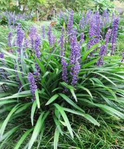 Future Forests Liriope Muscari
