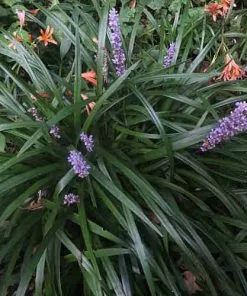 Future Forests Liriope Muscari