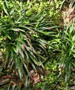 Future Forests Liriope Muscari